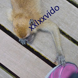 xxlxxvido