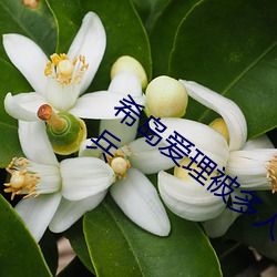 希岛爱理被多人轮gif:卵蛋网番号动态图步兵