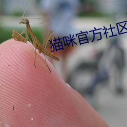 猫咪官方社区3.0
