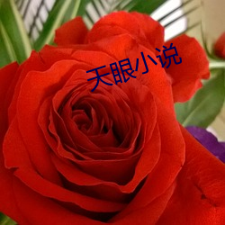 天眼小说
