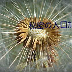 秘(秘)密の入(入)口(口)加载