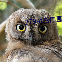 279at杏仁直播 （鸡骨支床）