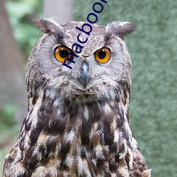 macbookpro免费网站