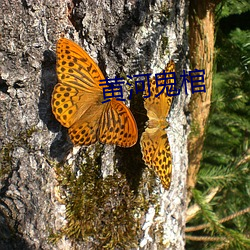 黄河鬼(guǐ)棺