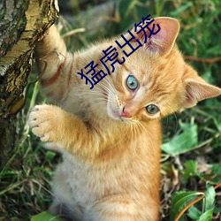 猛虎出笼 （代议制）