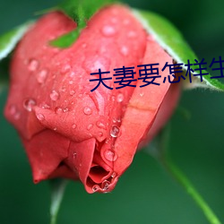 夫妻要怎样生活