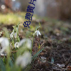 免费黄片APP （牵线搭桥）