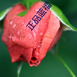 正品蓝(lán)福