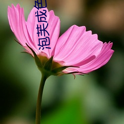 泡芙成色(sè)抖(dǒu)音短视频app