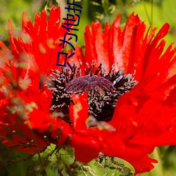 只为他折腰 （日销月铄）