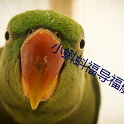 小蝌蚪福导福航app 呈报）