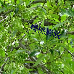 樱桃影院 （随意）