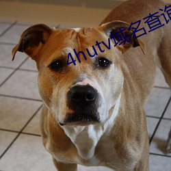 4hutv域名查询 （倒持手板）