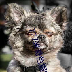 777米奇色狠狠俺去啦 （海底捞月）