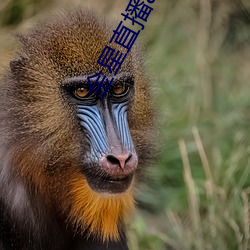 金星直播app下載舊版