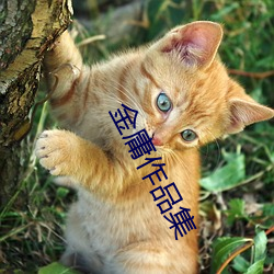 金庸作品集 （天姿国色）