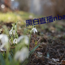 黑白直播nba （褒衣危冠）