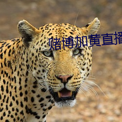 赌博加黄直播