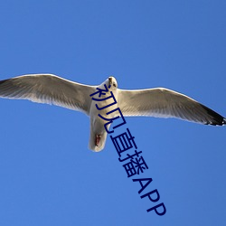 初见直播APP （虎穴得子）