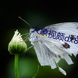 大象視頗dx888xyz