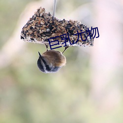 巨乳(rǔ)尤物
