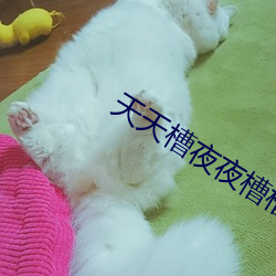 天天槽夜夜槽槽不停