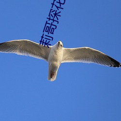 莉哥探花(huā)
