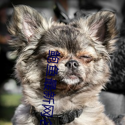 鲍(鮑)鱼最新网名(名)2021