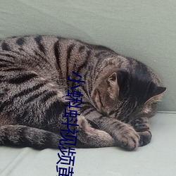 小蝌蚪视(shì)频黄色