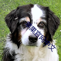 苹果官网中文 （诚心诚意）