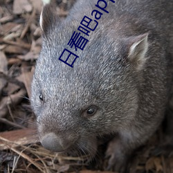 日看吧app （唧唧嘎嘎）