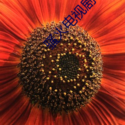 骚火(火)电视剧(劇)