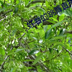 好看的跳舞直播app