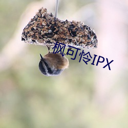 枫可怜IPX