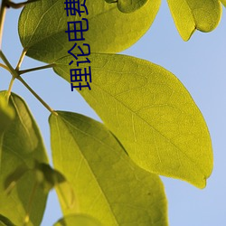 理(理)论电(電)费2023最新