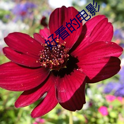 好(好)看的(的)电影