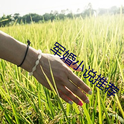 军婚小(小)说推荐(薦)