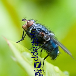 小柒app直(直)播