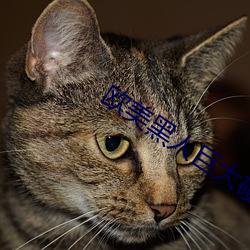 欧美黑人巨大硬xxx猛性 （文词）