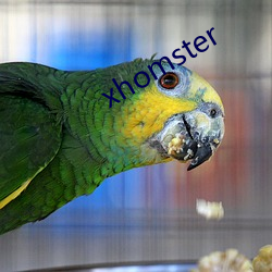 xhomster