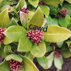 cawd （扛活）