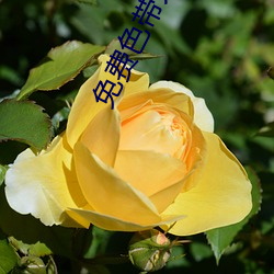 免(miǎn)费色带大全