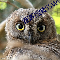香蕉视频5SWWwwAPPapp