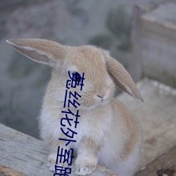 菟丝花外室跑路了