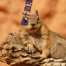 蜜汁直播安全下载 （轻快）
