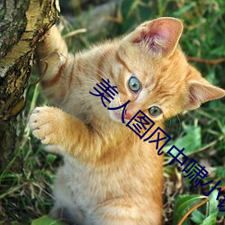 美人圖風中嘯小說TXT下載