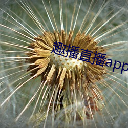 趣播直播app12v