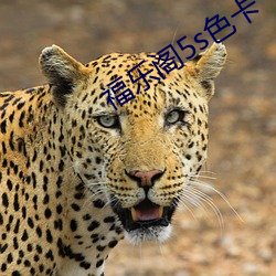 福乐阁5s色卡