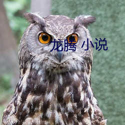 龙腾 小说