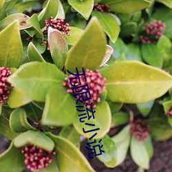 无限(xiàn)流小说